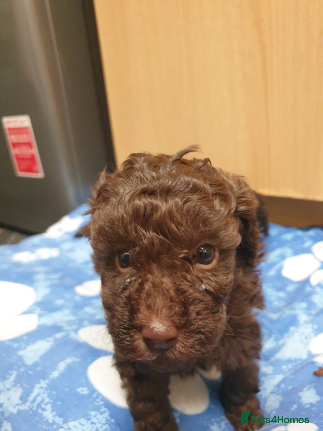 Poodle dogs for sale: Mixture poodles  - Advert 3