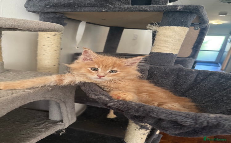 Maine Coon cats - Advert 7