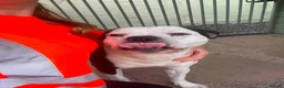 Mixed Breed dogs for stud: Aged 5 Gentle Staffie x Alapaha Blue Blood Bulldog - Advert 19