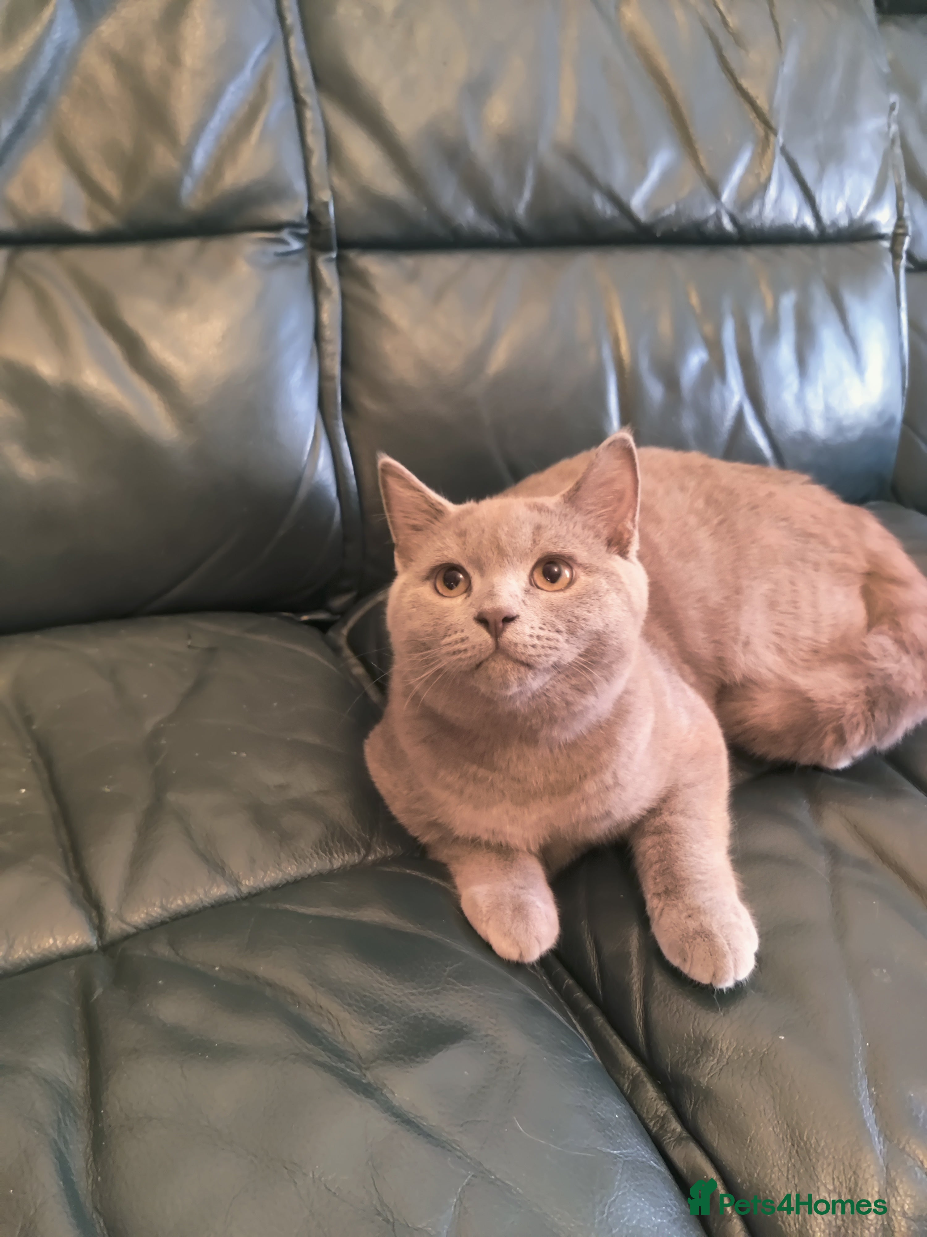 British Shorthair cats Last lilac boy for sale  - Advert 5