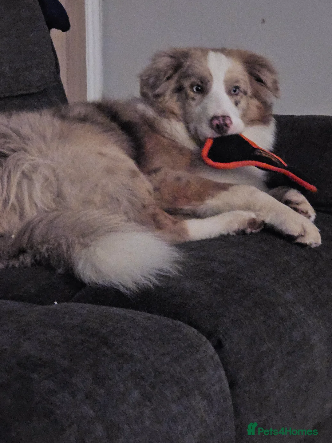 Border Collie dogs for stud: Red Merle Border Collie for STUD - Advert 6