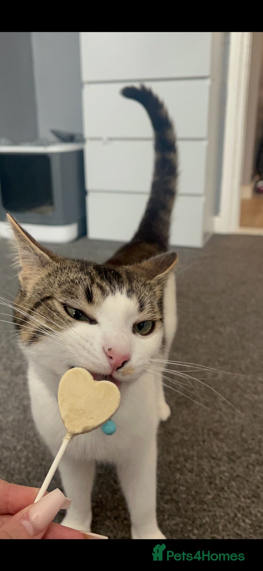 Mixed Breed cats male cat 1 year old - Advert 1