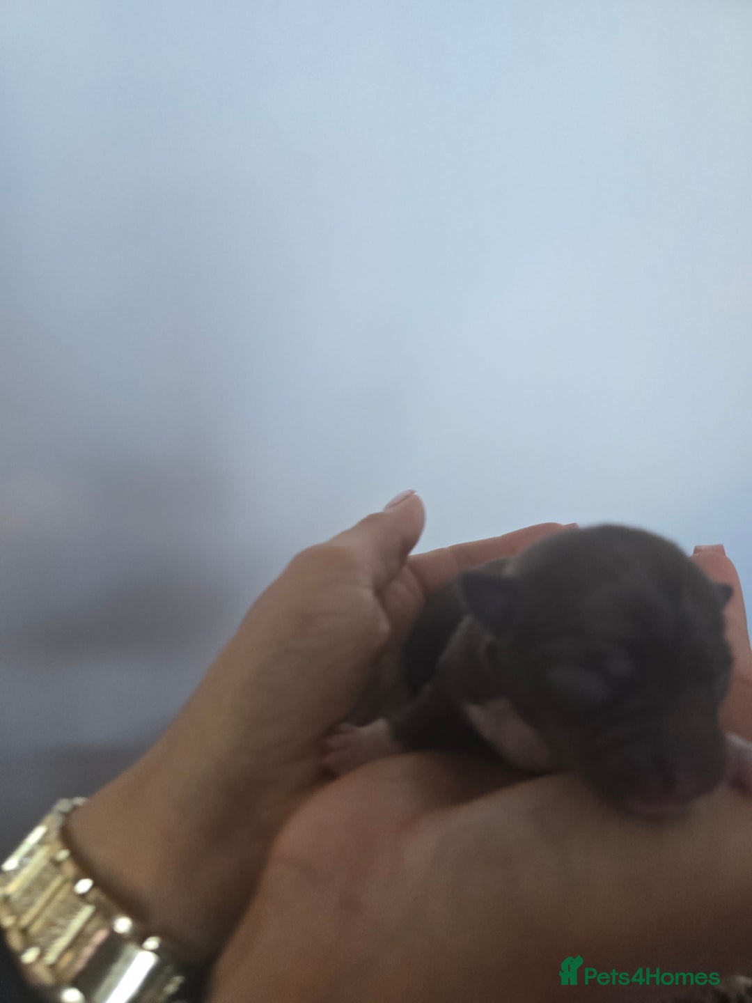 Chihuahua dogs for sale: Cup Chihuahua mini - Image 14