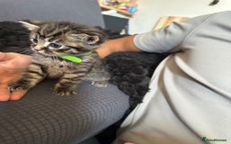 American Shorthair cats for sale: Gorgeous tabby and black kittens - Image 3