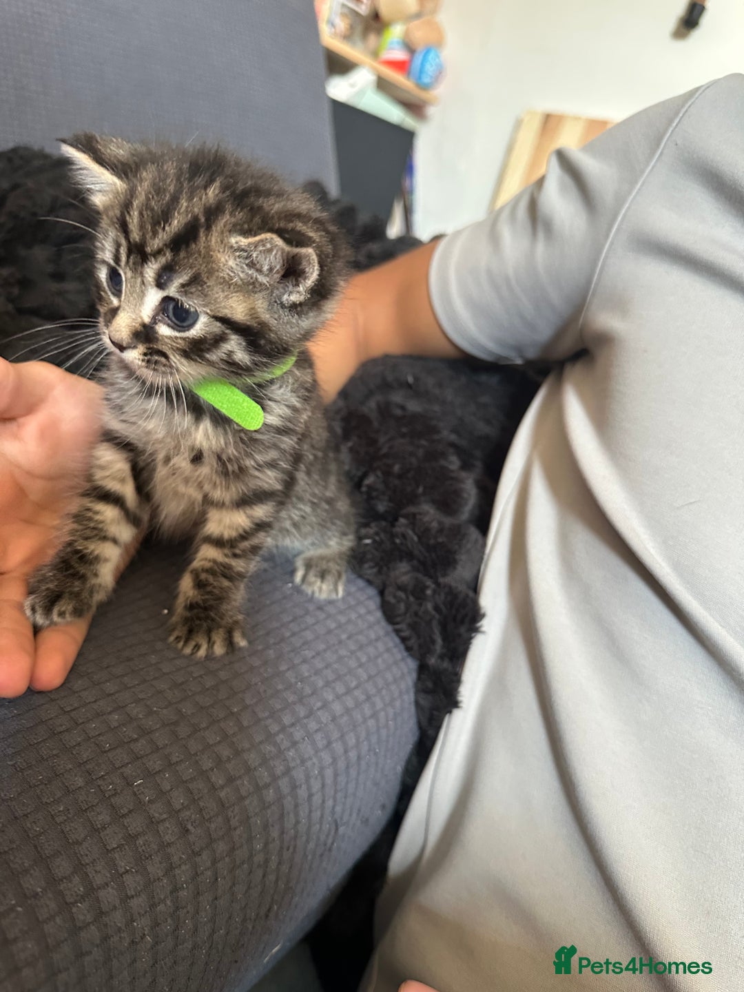 American Shorthair cats for sale: Gorgeous tabby and black kittens - Image 3