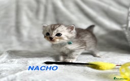 Persian cats for sale: Absolutely Stunning litter of Persian/Ragdolls - Image 23