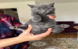 British Shorthair cats for sale: It’s a British short hair  - Image 24