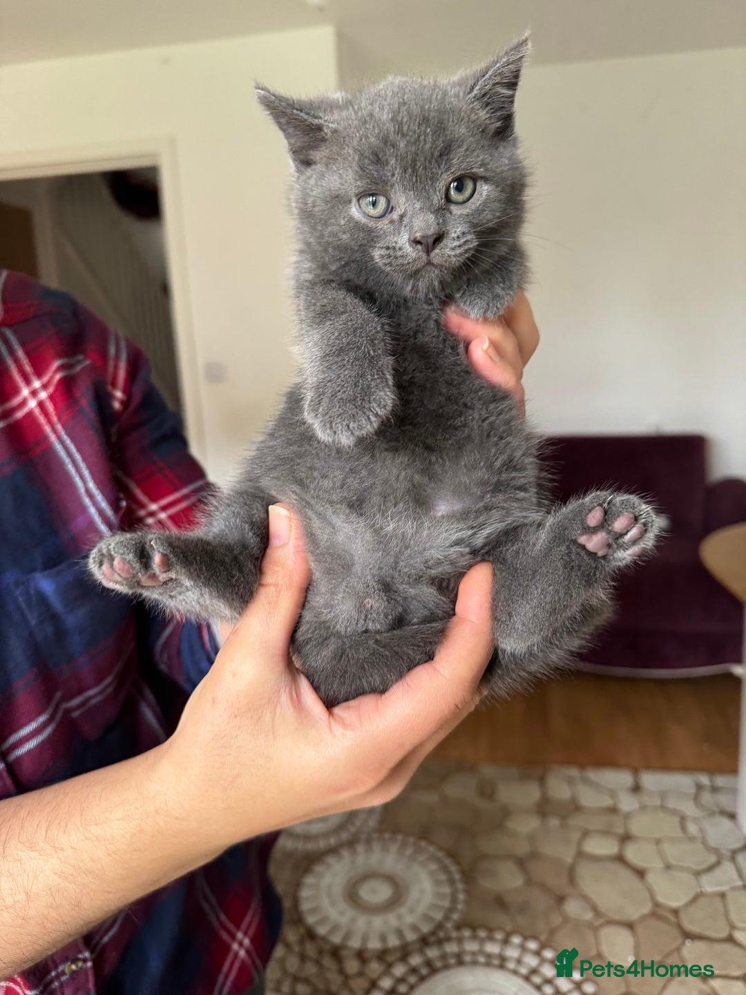 British Shorthair cats for sale: It’s a British short hair  - Image 24