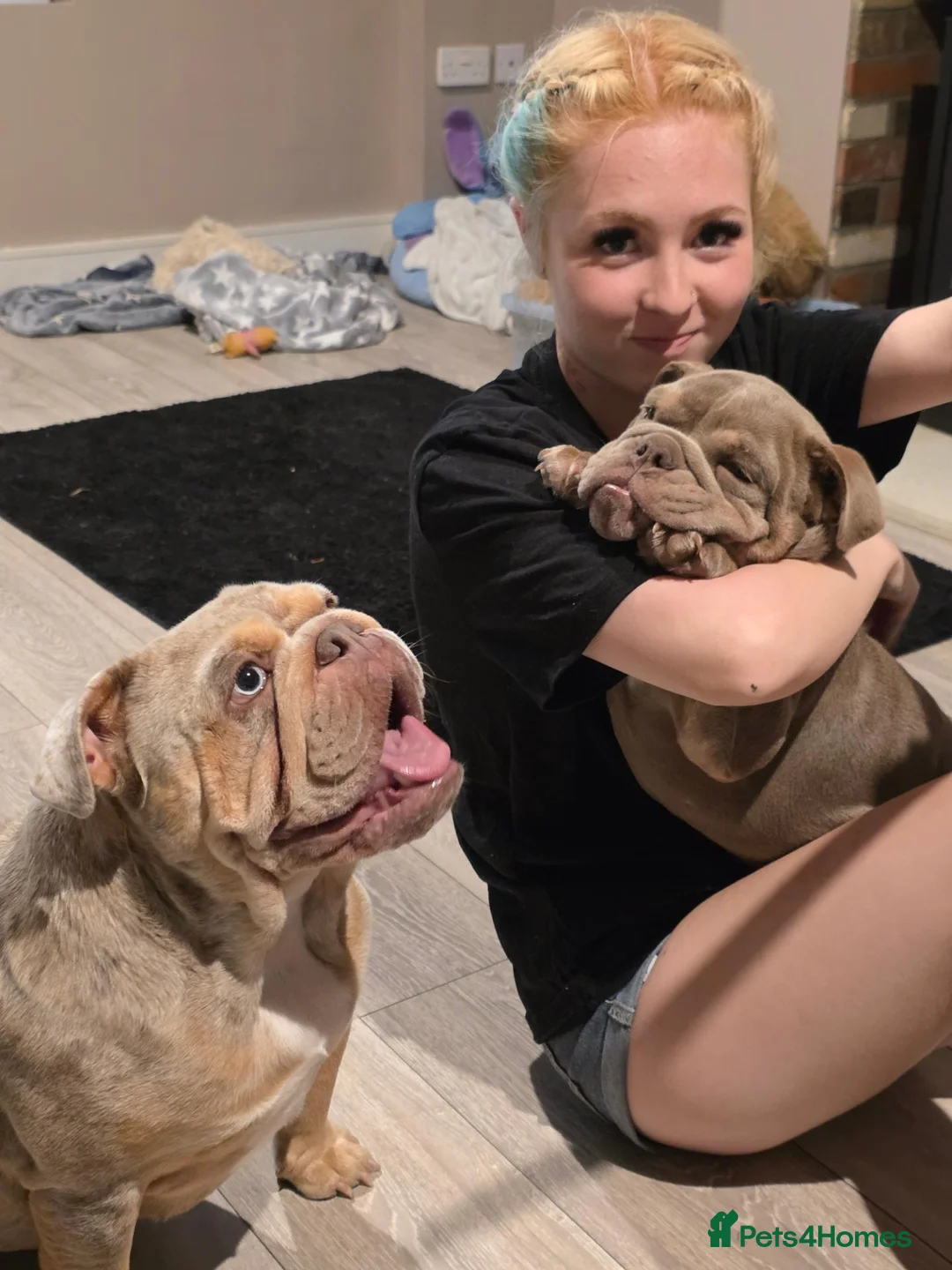 English Bulldog dogs for sale: British bulldog 2 years old in Ipswich - Advert 2