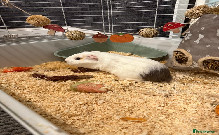 Guinea Pig rodents - Advert 1