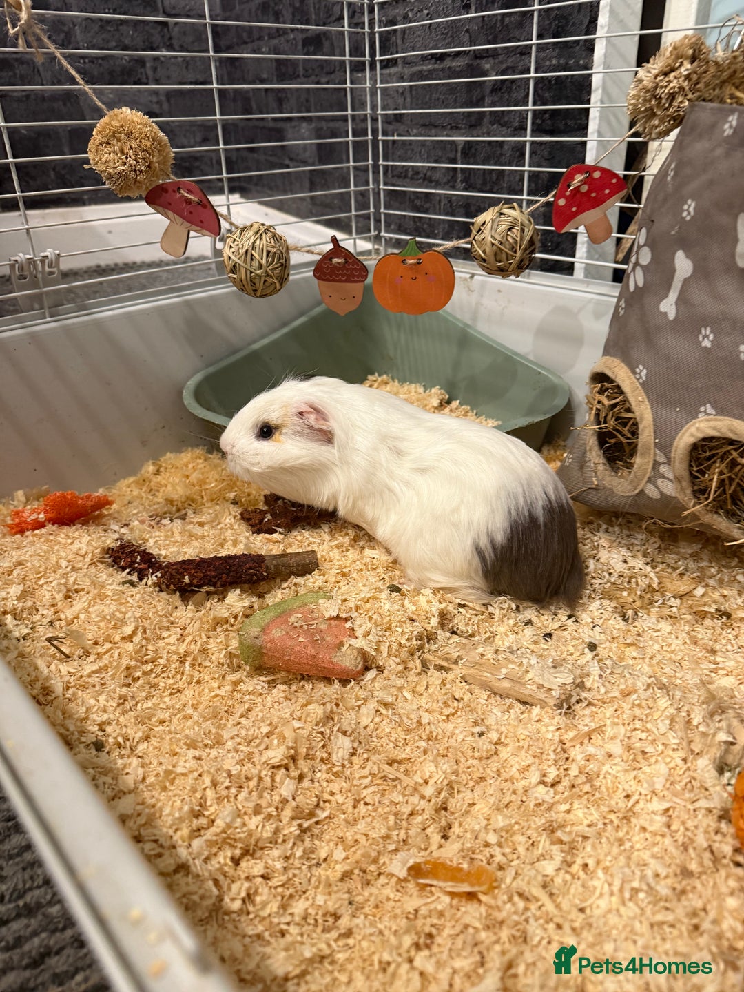 Guinea Pig rodents for sale: White male guinea pig  - Image 1