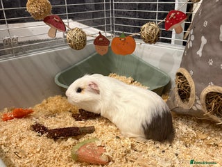 Guinea Pig rodents - Advert 26