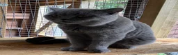British Shorthair cats for stud: Champion British Blue Import for Stud  - Advert 4