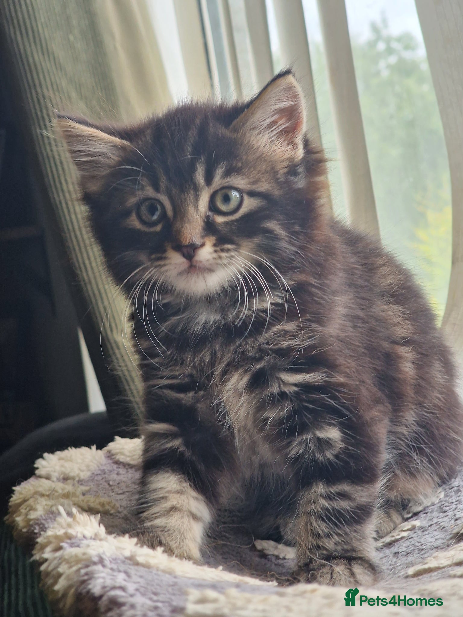 Mixed Breed cats for sale: Cute male kitten looking for his family - Advert 3