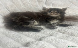 Maine Coon cats for sale: TICA REGISTERD MAINCOON KITTEN’S ⭐️ - Image 24