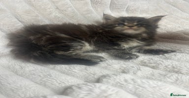 Maine Coon cats - Advert 3