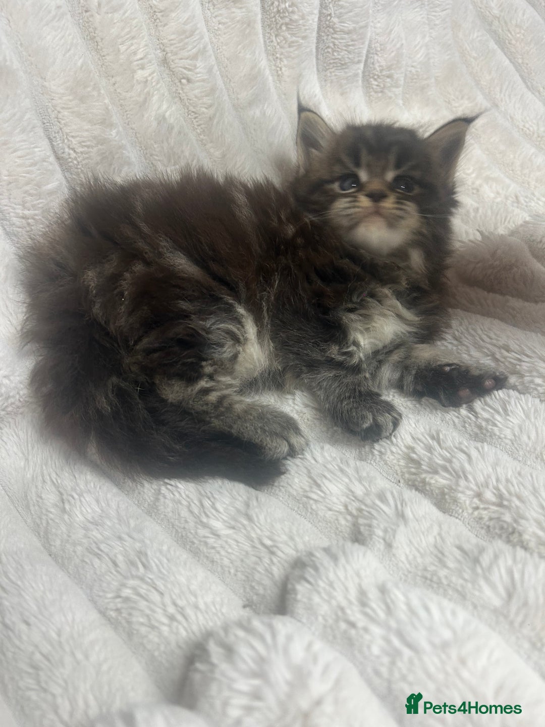 Maine Coon cats for sale: TICA REGISTERD MAINCOON KITTEN’S ⭐️ - Image 24