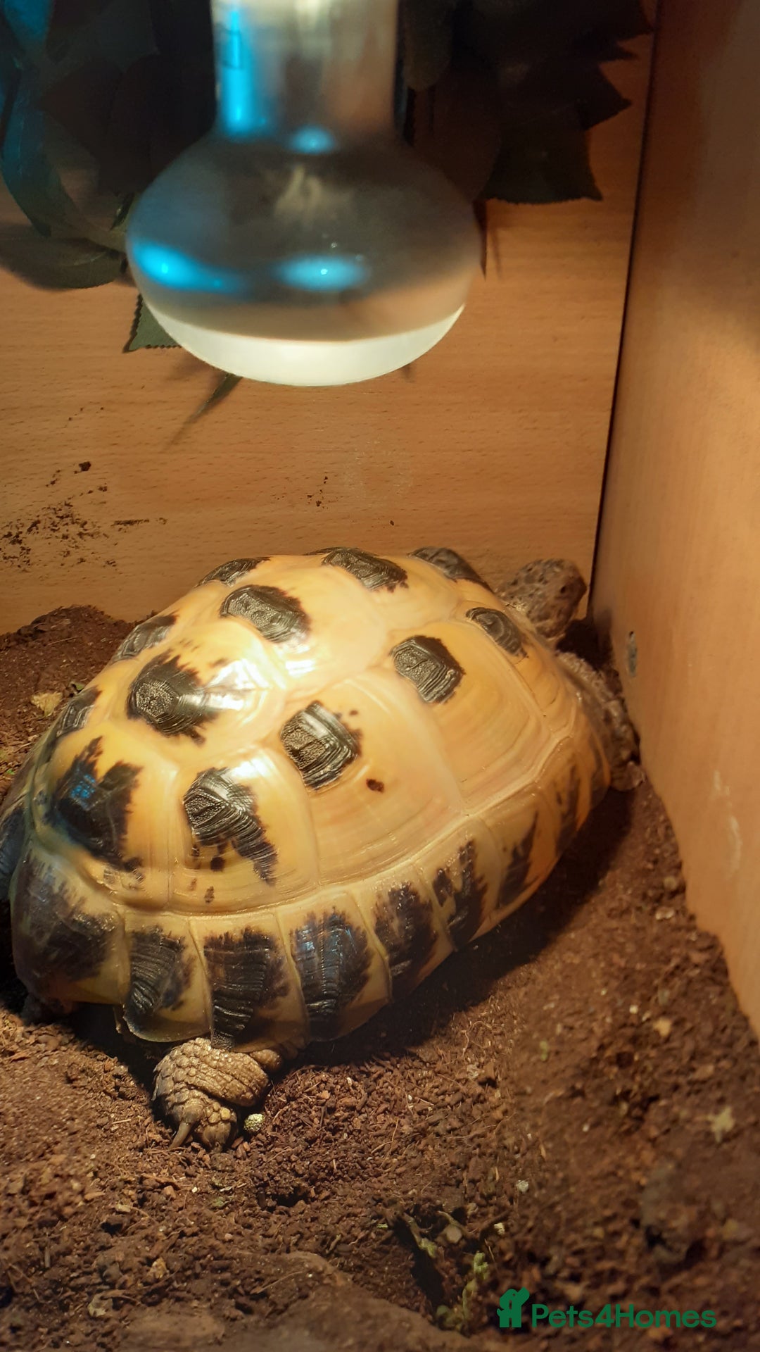 Tortoise reptiles for sale: Good loving home needed for my Horsefield tortoise - Advert 1