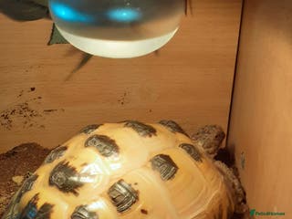 Tortoise reptiles Good loving home needed for my Horsefield tortoise - Advert 3