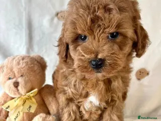 Cavapoo dogs Adorable red cavapoos - Advert 7