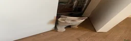 British Shorthair cats for sale: Pedigree British shorthair kittens  - Advert 5