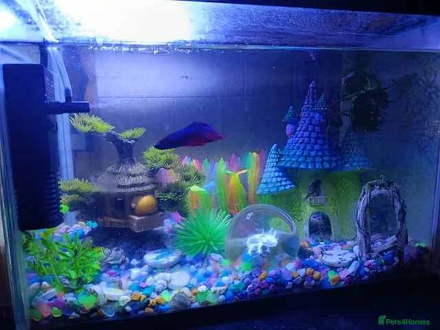 Bettas fish Purple Betta, 4 Corydoras, Catfish and Apple snail - Advert 2