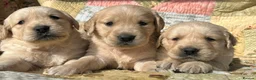 Golden Retriever dogs for sale: Golden Retriever Puppies Ready 13 April in Llandysul - Advert 16