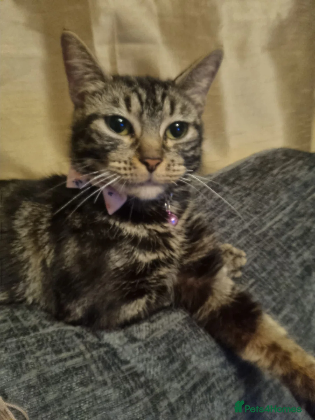 Mixed Breed cats for sale: 2 young males ready for rehome in Bridgend - Advert 4