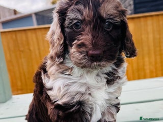 Cockapoo dogs - Advert 2