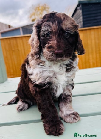 Cockapoo dogs - Advert 2