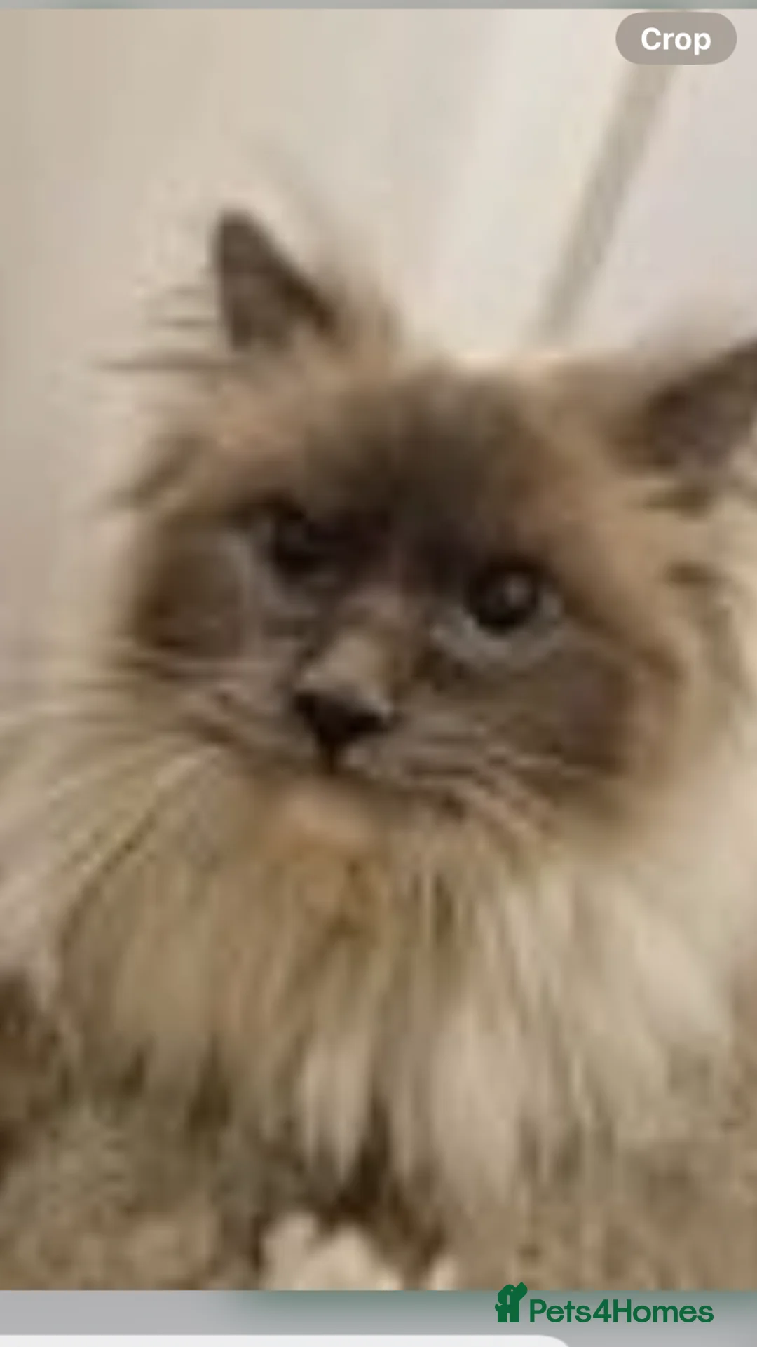 Ragdoll cats for sale: Ragdoll male 3 year old neutered  - Advert 1