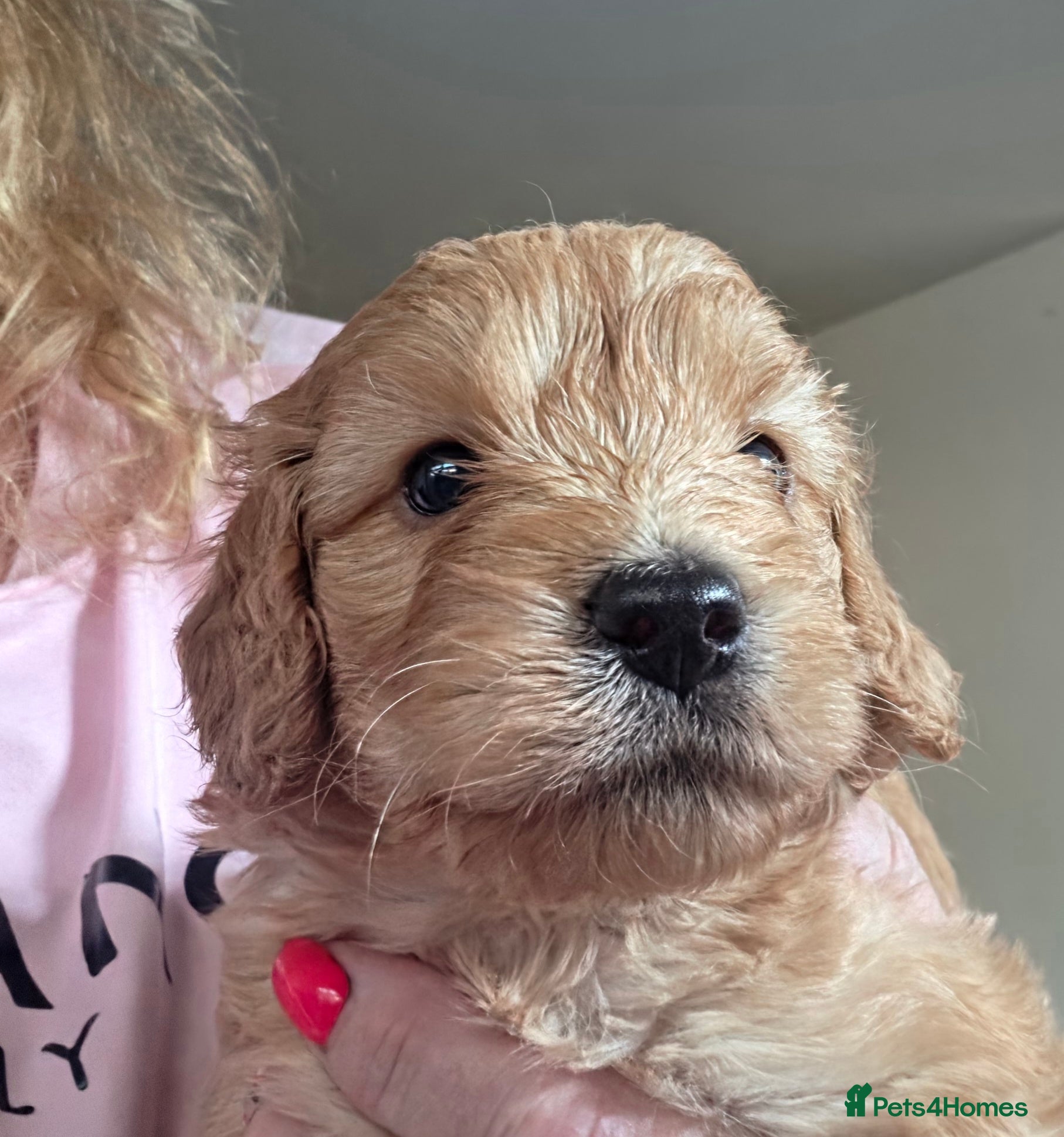Cockapoo dogs Stunning F1 Cockapoo Puppies Beautiful Colours - Advert 2