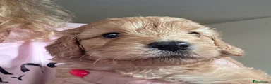 Cockapoo 5