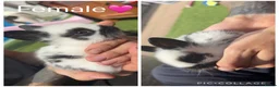 Lionhead rabbits for sale: 4 Beautiful Lionhead Rabbits - Advert 1