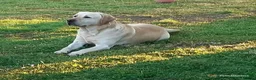 Labrador Retriever dogs for stud: Chunky Yellow Dual Sire - Advert 4