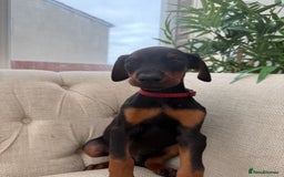 Dobermann dogs for sale: Healthy chunky European Doberman puppies - Image 10