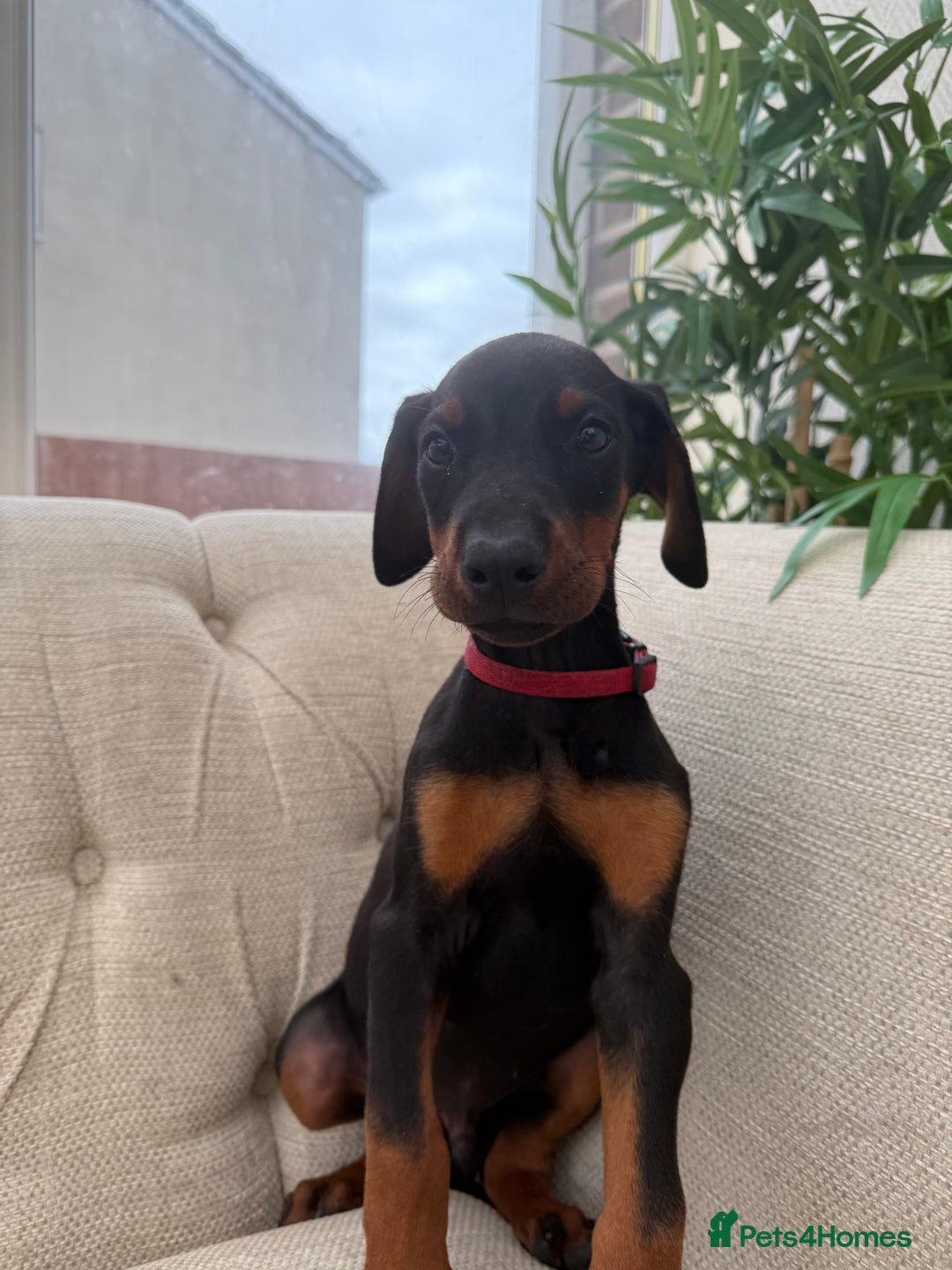Dobermann dogs for sale: Healthy chunky European Doberman puppies - Image 10