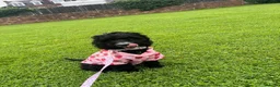 Cockapoo dogs for sale: Cockapoo puppy urgent ‼️  - Advert 3