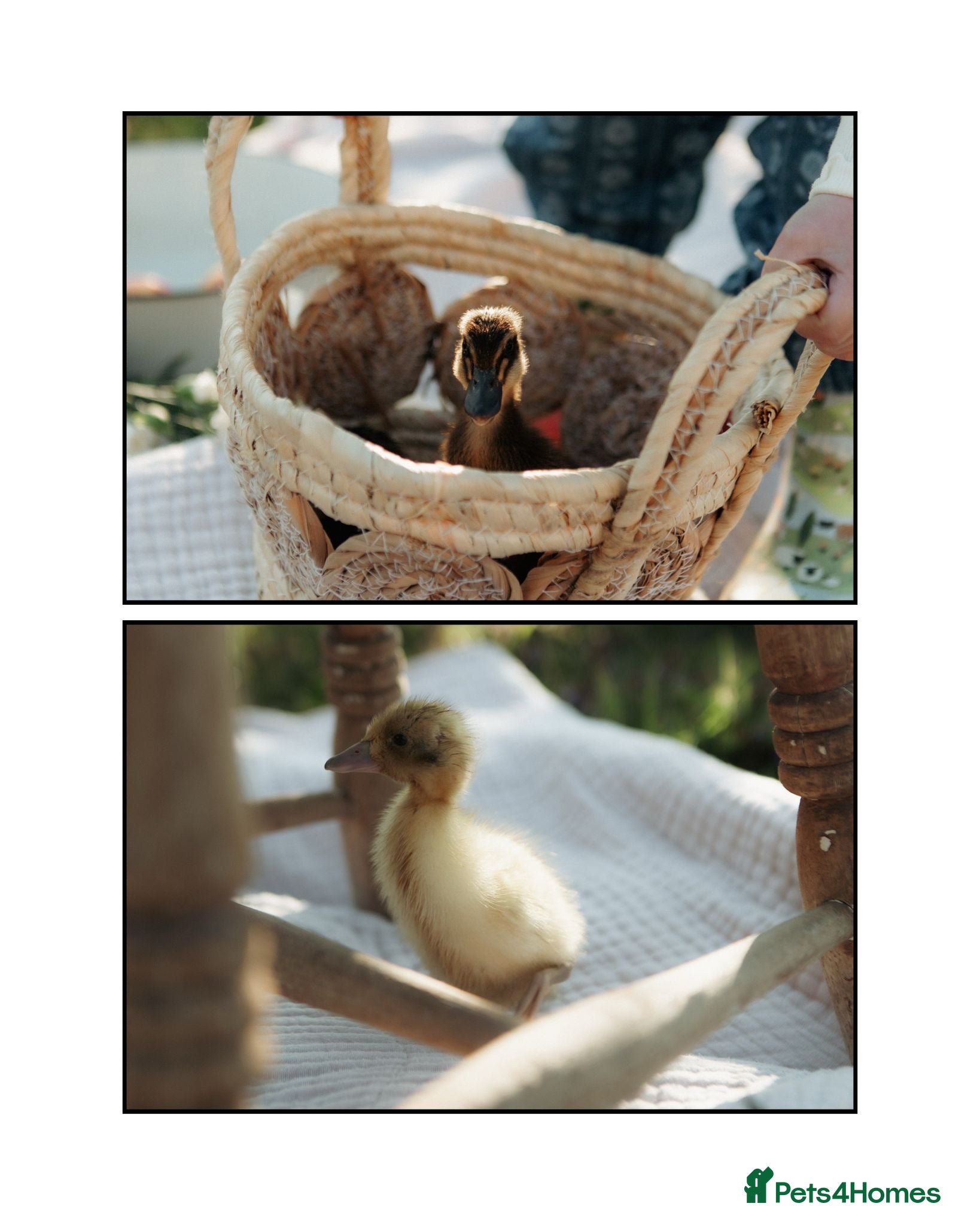 Ducks poultry Indian runner ducks mixed colours  - Advert 18