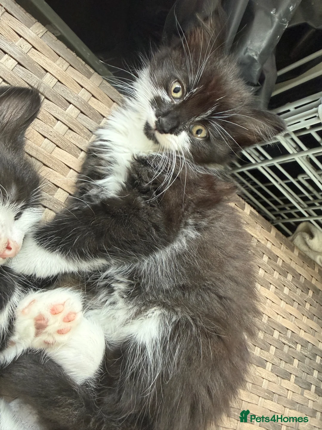 British Longhair cats for sale: 3 beautiful girls ready to go next week  in Shoreham-by-Sea - Advert 1
