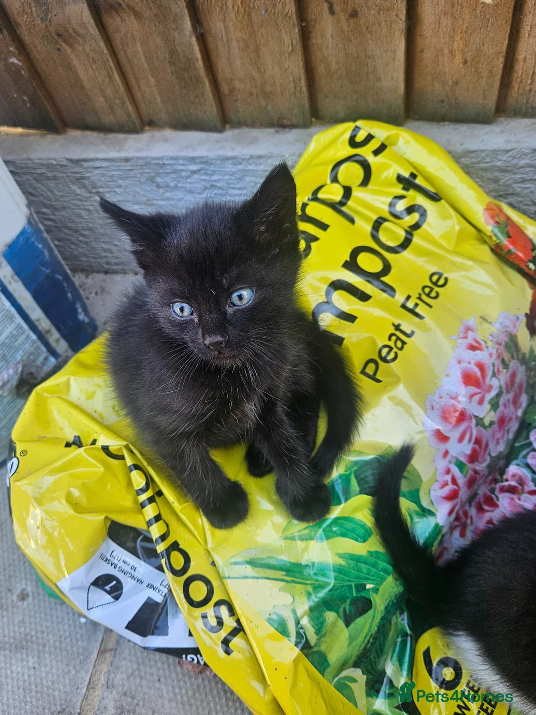 Mixed Breed cats for sale: 3 kittens  in Norwich - Advert 7