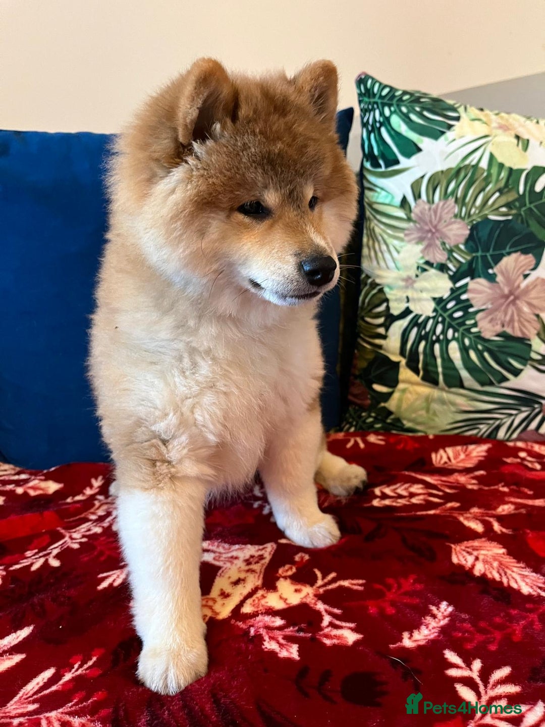 Japanese Shiba Inu dogs for sale: Adorable Japanese Shiba Inu Puppy - Advert 5