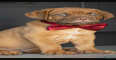 Dogue De Bordeaux dogs in Sittingbourne - Advert 5