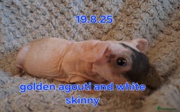 Guinea Pig rodents for sale: Skinny guinea pig boys - Image 3