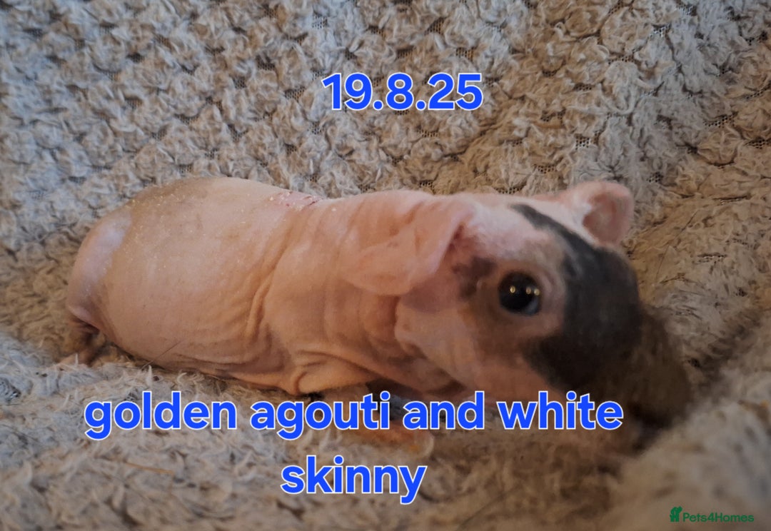 Guinea Pig rodents for sale: Skinny guinea pig boys - Image 3
