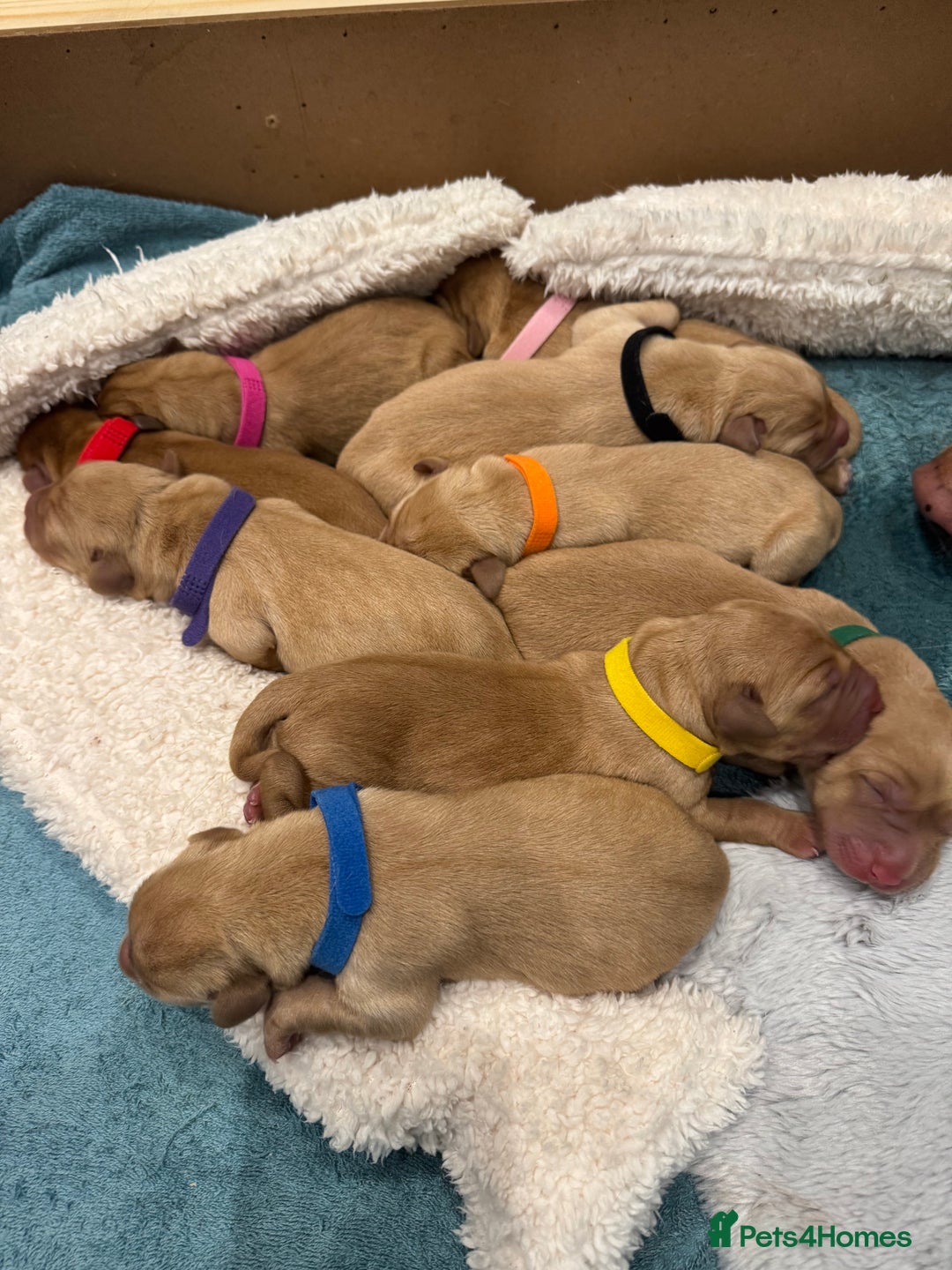 Labrador Retriever dogs for sale: Fox Red litter born 5th August - Image 21