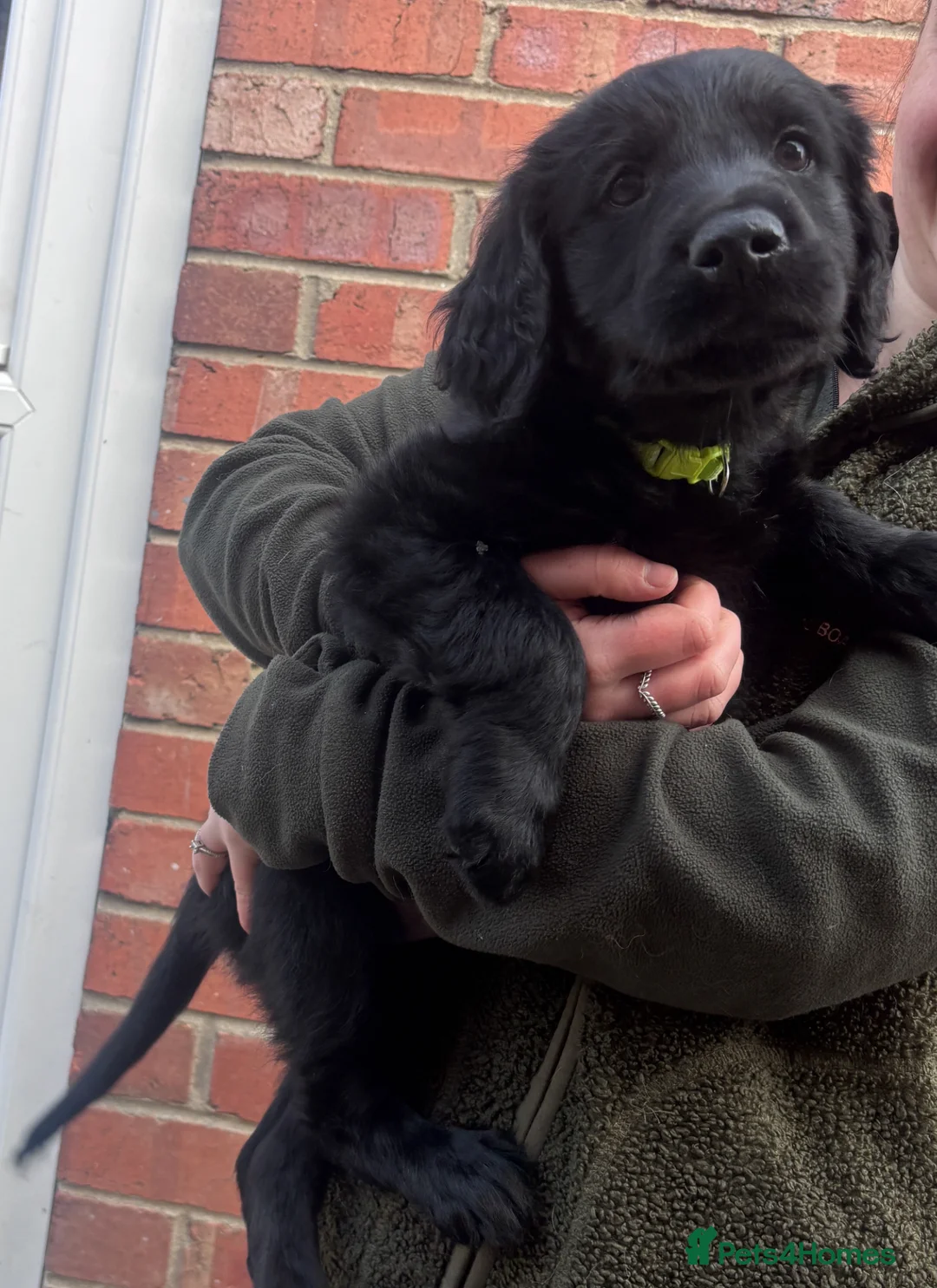 Mixed Breed dogs for sale: FC X GR 1 Gorgeous boy ready now  - Advert 2