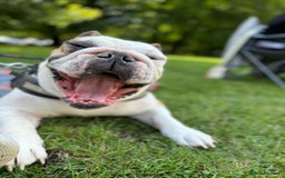English Bulldog dogs for sale: Reggie - Image 4
