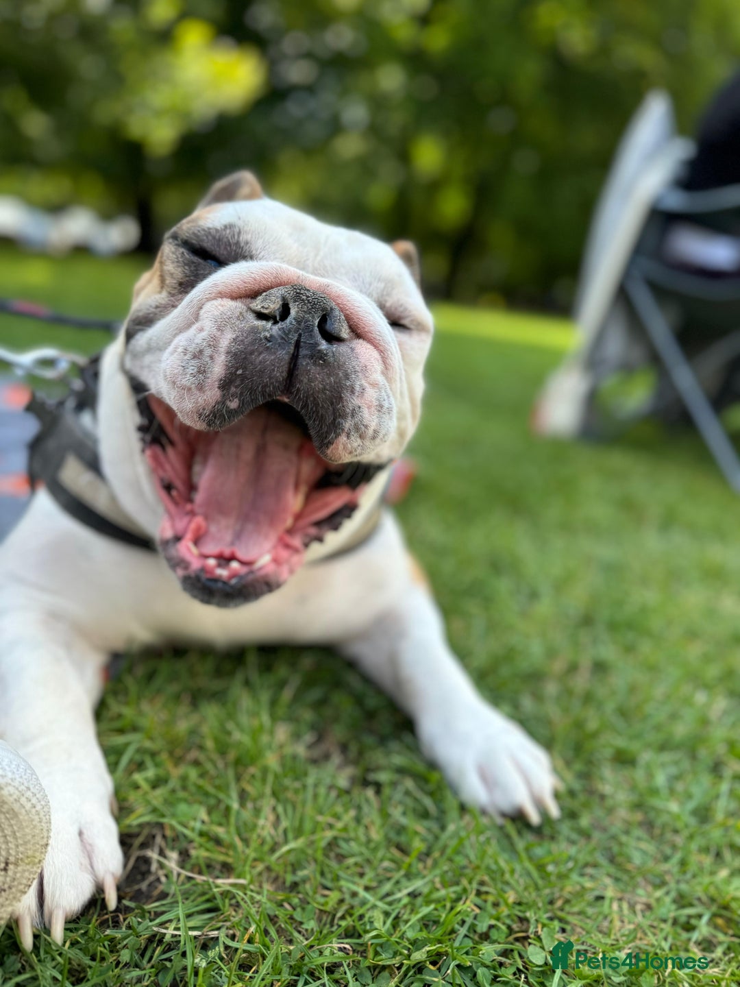 English Bulldog dogs for sale: Reggie - Image 4