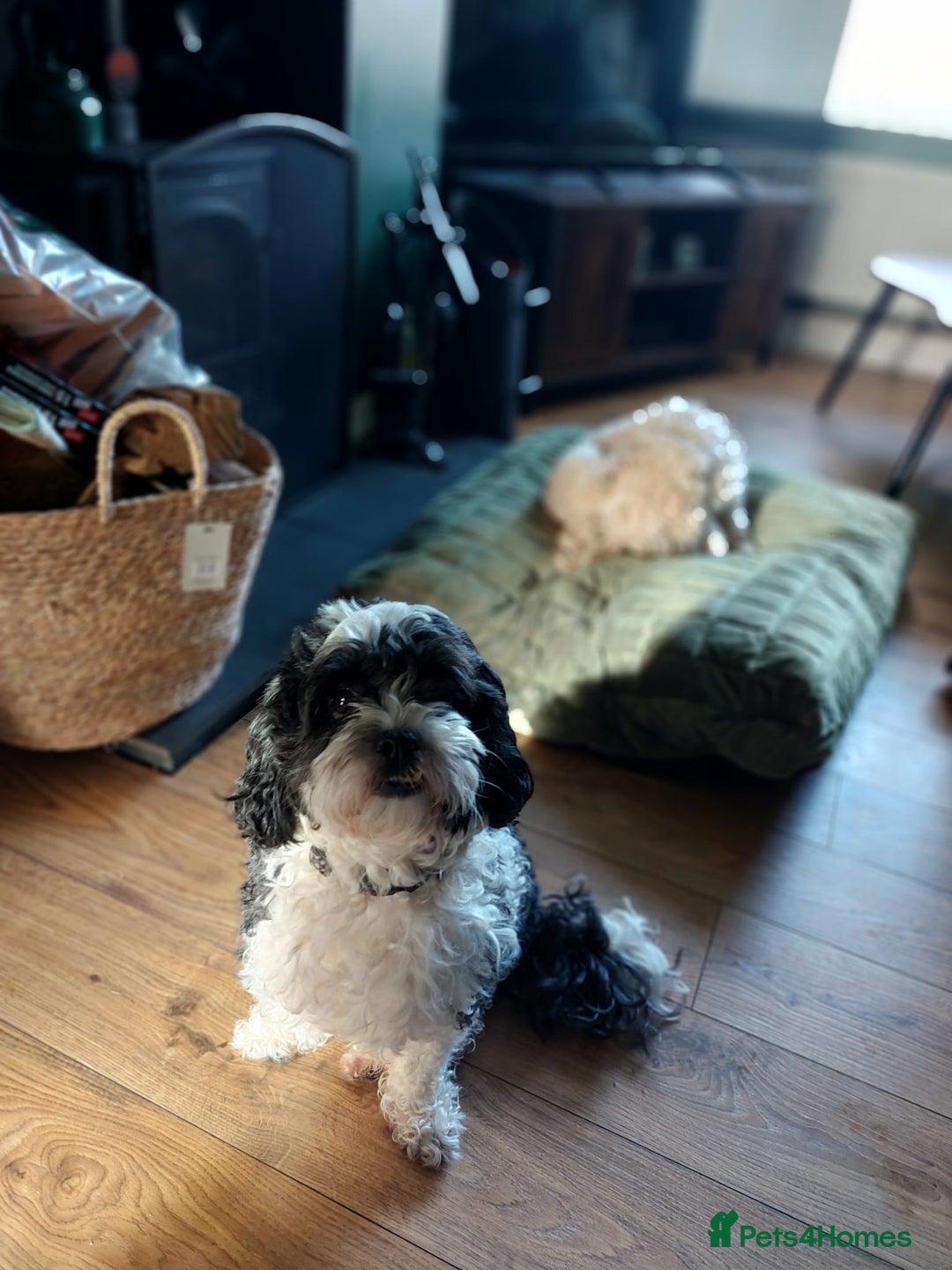 Shihpoo dogs for sale: 6 shihpoo puppy's got sale  - Advert 8